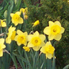 Daffodils